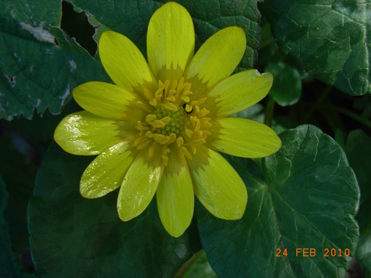 Ranunculus ficaria sl.